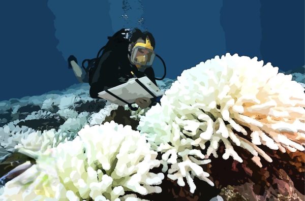 Coral blanching is occurring in many reefs in the Florida Bay due to a significant increase in ocean temperatures.