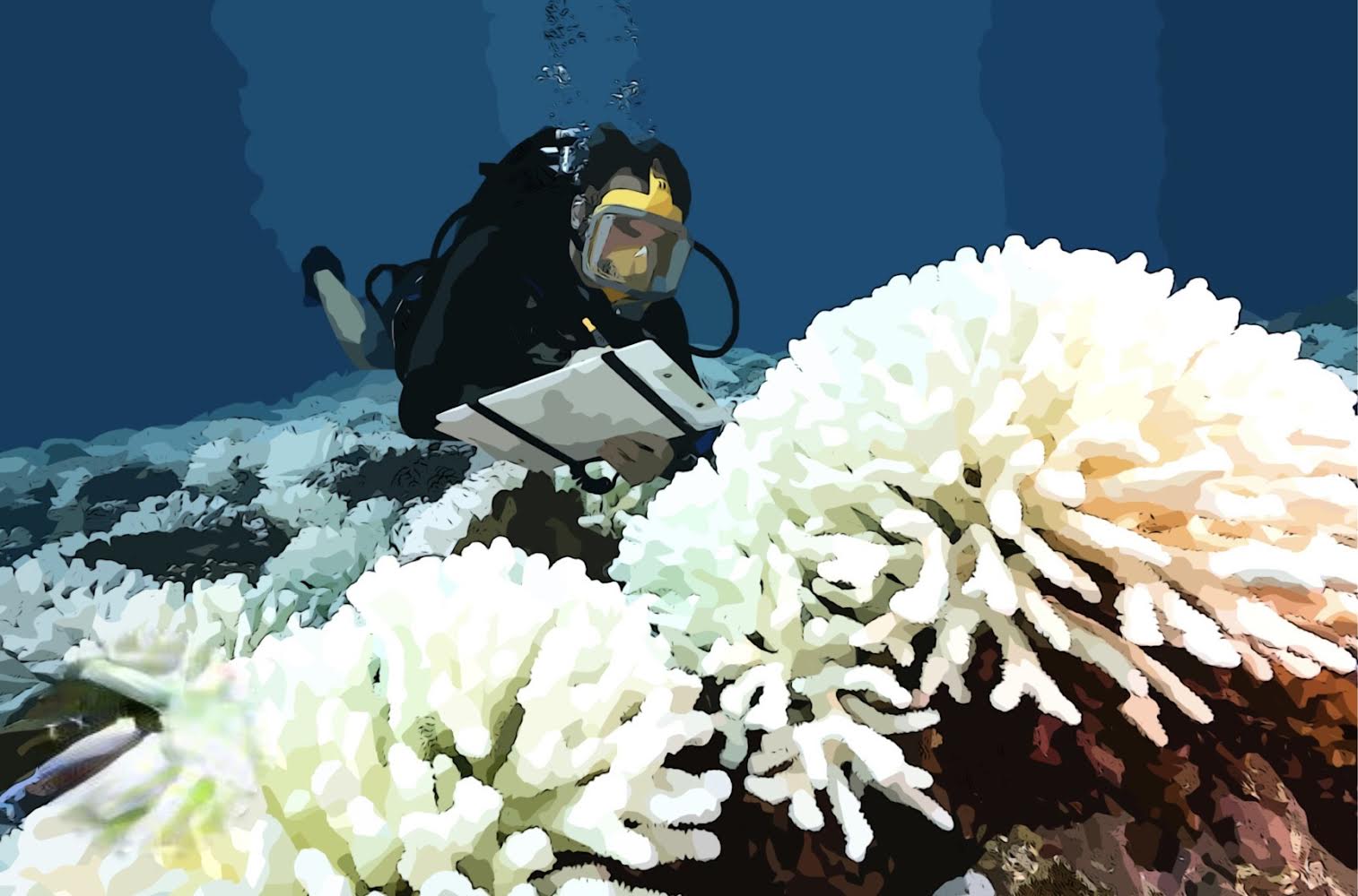 Coral blanching is occurring in many reefs in the Florida Bay due to a significant increase in ocean temperatures.