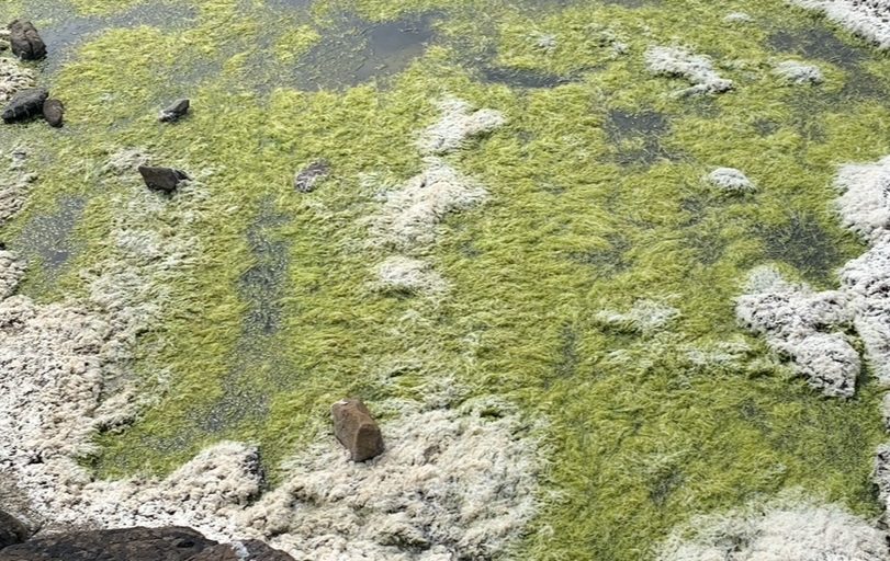 Green algae prevents sunlight from reaching the ocean floor, killing aquatic plants responsible for feeding fish populations. 