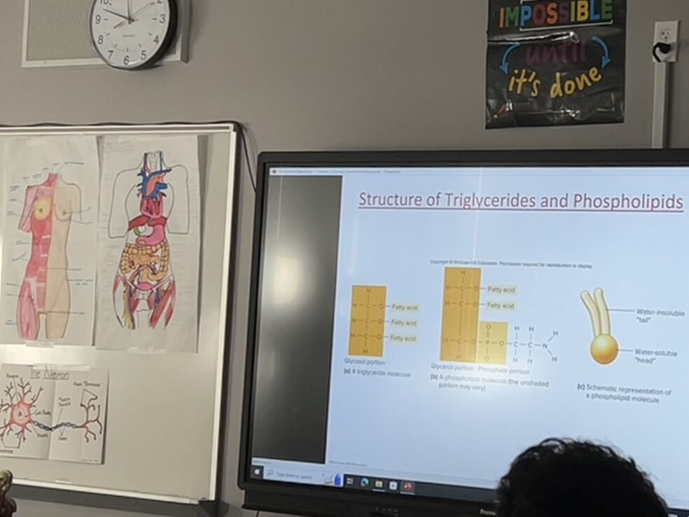 Presenting a PowerPoint on the promethean board, Ms. Angers students take detailed notes on the lecture. Beside the board, various diagrams of the human body are present. (Courtesy of AnnMarie Reyes)